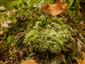 Leucobryum